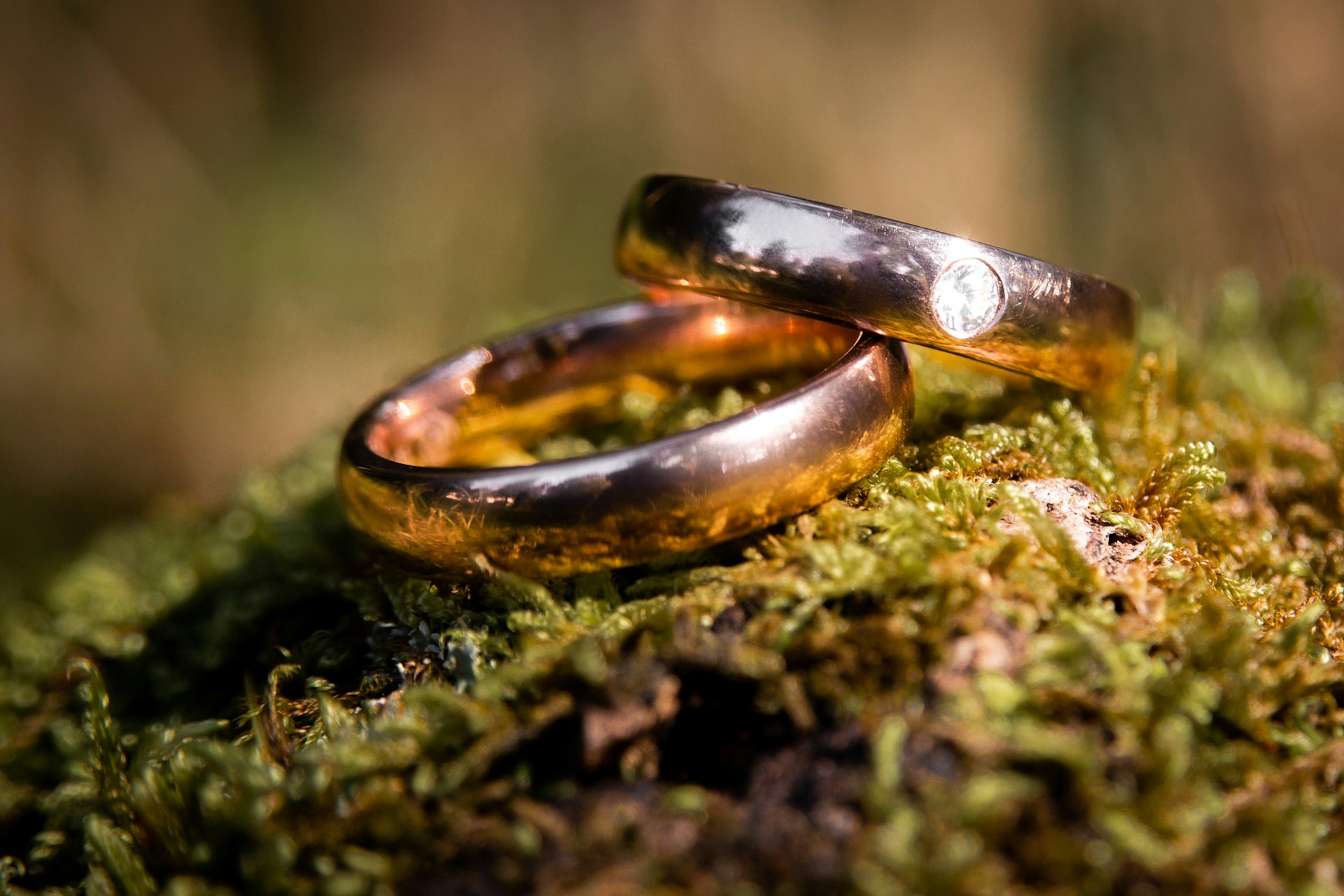 brown and black snake on green moss